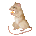 souris mouse